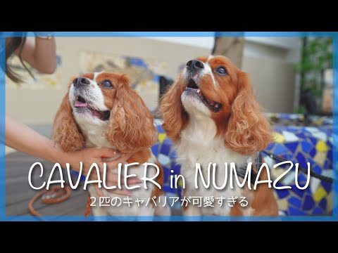 🐶👩キャバリア2匹の絡みが可愛すぎる♡ 愛犬と一緒に楽しめる【沼津港】｜絶品!! 海鮮丼🐟 ˊ˗