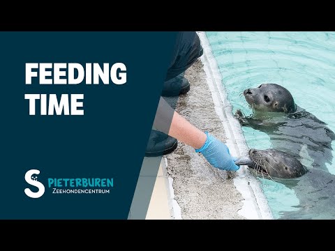 Feeding time at Zeehondencentrum Pieterburen