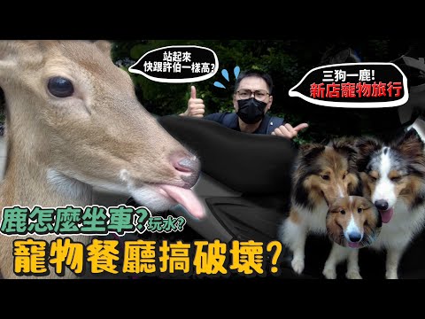 【寵物旅行】鹿怎麼坐車玩水?在寵物餐廳搞破壞!站起來竟快跟許伯一樣高?三狗一鹿新店寵物旅行!【許伯簡芝】喜樂蒂!deer!