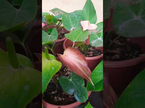 Anthurium Flowers...So beautiful..😊😁🤗