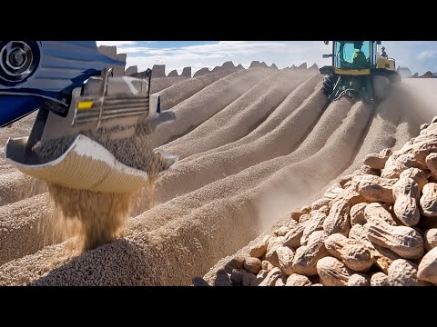 You Won't Believe How Peanuts is Produced And What is Made Using Peanut