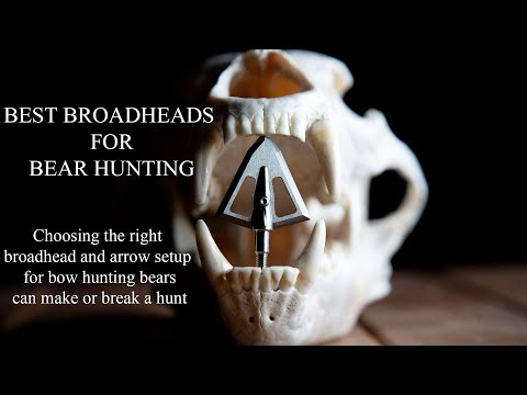 Best Broadheads for Bear Hunting