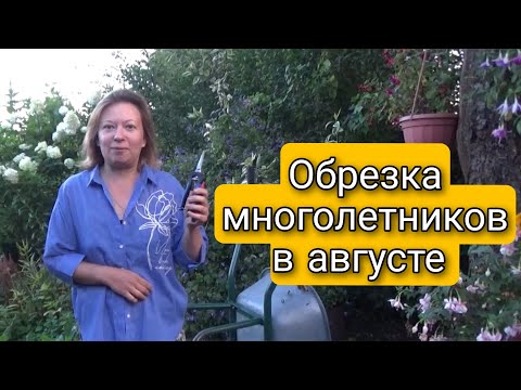 СЕКРЕТЫ ОБРЕЗКИ МНОГОЛЕТНИКОВ В АВГУСТЕ | Светлана Самойлова