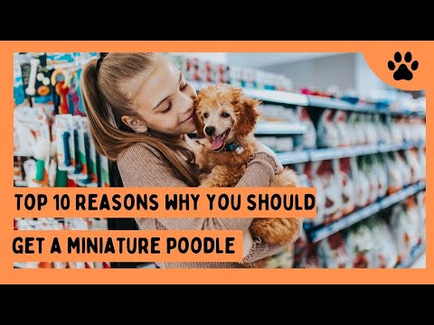 Top 10 Reasons Why you Should Get a Miniature Poodle