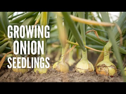 A Quick and Easy Guide to Growing Onion Seedlings