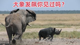 The elephant is angry and the consequences are serious