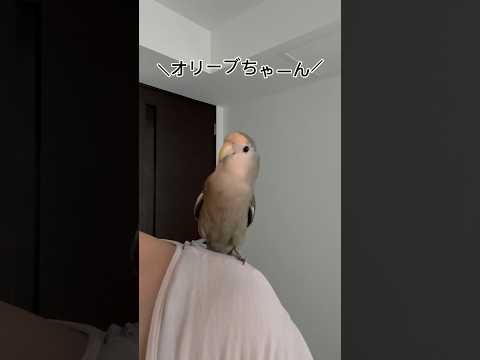 【先生に褒められるタイプ🤭#コザクラインコ 】#shorts #short #birdlover #lovebird #birds #インコ #インコのいる暮らし #インコ動画