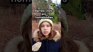 Barred Owls are introverts #fyp #nature #birds #fy #wildlife #naturelovers #bird #birdslover