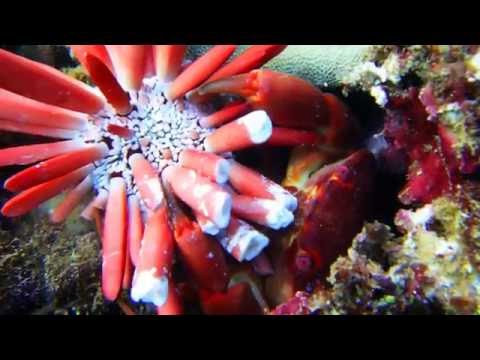 【ハワイ・ノースショアでダイビング！】カニとパイプウニの戦い！！Diving in North Shore of Oahu