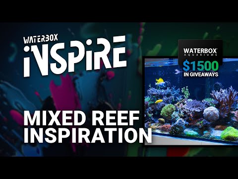 A Reef Success Story You'll Want to Follow - INSPIRE Day 4