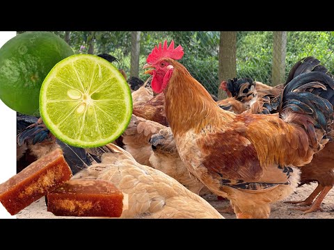 How to keep chickens cool in heat - Raising chickens in summer