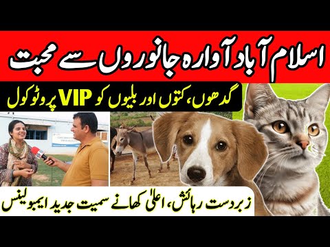 Animals Rescue Shelter in Islamabad | CDRS | Pakistan's Best Animals Facility Centre | Dogs & Cats