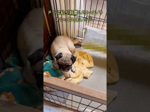 あぁオシッコ流出、トイレにひと工夫💁🏻‍♂️‼️ #パグのいる家 #パグ #pug