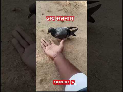 कबूत्तर के रूप मे हुआ बाबाजी का दर्शन #shortsvideo #viralvideo