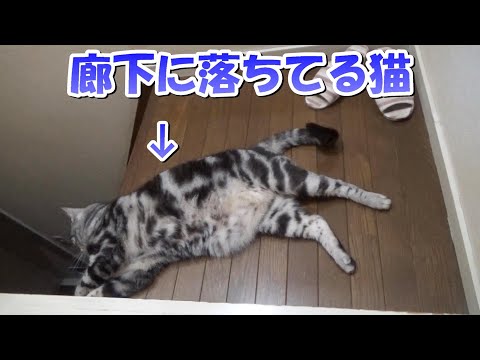 廊下に落ちてる猫　危険な猫ふんじゃった（アメリカンショートヘア）