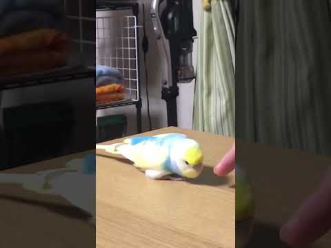 今日のおしゃべり #shorts #セキセイインコ #budgie #かわいい #すいちゃん #おしゃべり