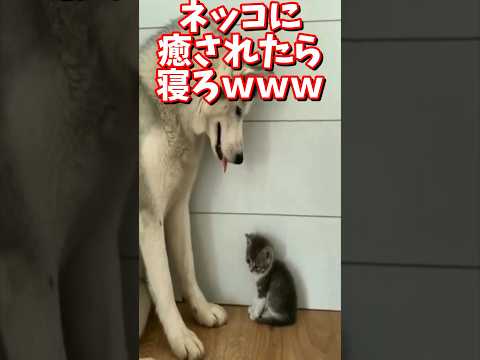 ネッコの動画で癒されたら寝ろｗｗｗ　#2ch #2chまとめ 動物スレ #2ch面白いスレ #動物 #犬 #猫 #癒やし #ねこ動画#ねこ