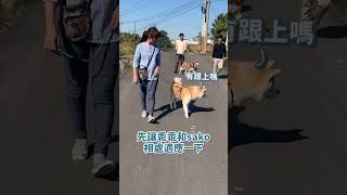 十歲被丟棄的老秋田犬找到家了！