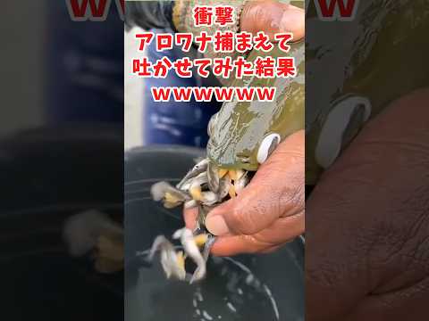 水生生物の面白かわいい動画見て癒されたら寝ろwww　#2ch動物スレ #動物 #タコ #shorts #2ch