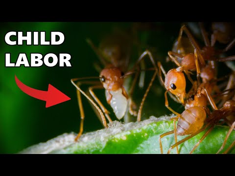 This Ant Uses its Babies as Glue - The Weaver Ant