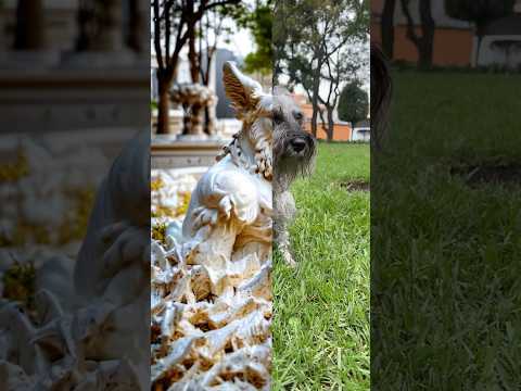 Convertí a mi perro en una estatua de mármol #shorts