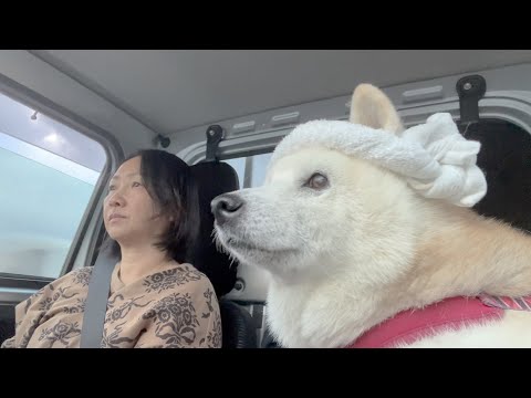 マグロ漁帰りの柴犬あいたん