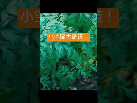 盆栽也能養出五彩豐收，彩虹蘿蔔種植震撼成果！