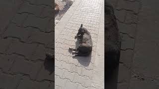 black dog on the sidewalk