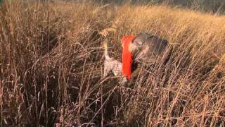 Hunting quail and pheasant with english setters