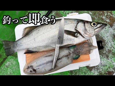 ヤエンで釣った"アオリイカ"と"ヒラスズキ"をその場で捌く食す!!  ~さかむらイカダでカセ釣り編~