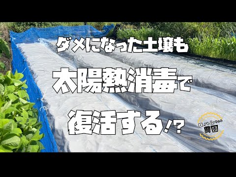 【米ぬか】を使った【太陽熱消毒】で畑が復活！？夏の土づくり！！【農家の家庭菜園】