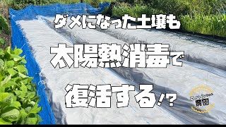 【米ぬか】を使った【太陽熱消毒】で畑が復活！？夏の土づくり！！【農家の家庭菜園】