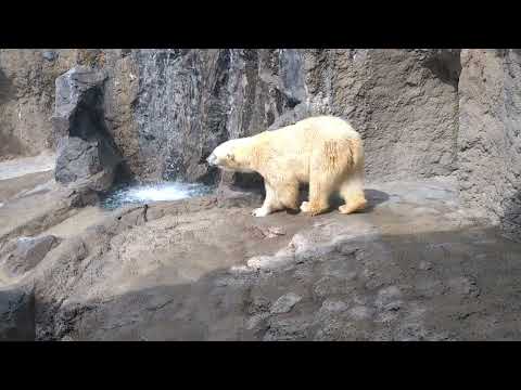 Asahikawa city asahiyama zoo  旭川市　旭山動物園　しろくま館　2023年05月05日