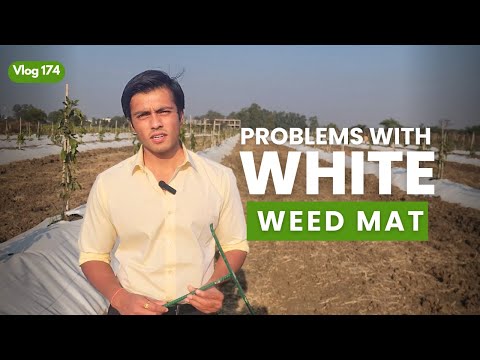 Problems with installing White Weed Mat | Indo Israel Avocado Vlog 174 | +91-6268643227