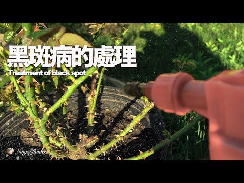 怎樣處理黑斑玫瑰｜How to deal with black spot roses