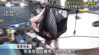 養殖ブリの出荷最盛期　脂乗り良い「尾鷲育ちぶり」約9万匹は年末年始に全国へ (24/12/27 17:00)