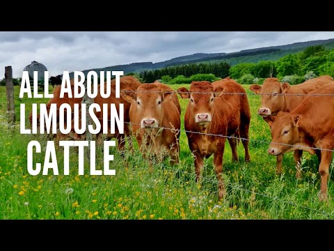 Limousin Cows – Breed Profile, Characteristics and Facts