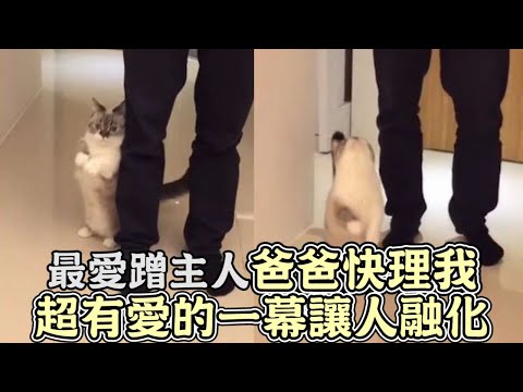 犬系貓咪最愛蹭主人！爸爸快理我，超級有愛的一幕讓人融化！｜貓咪｜寵物｜貓｜療癒｜搞笑