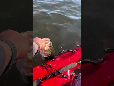 Largemouth Bass Release! #beginnerfishing #fishing #shorts #kayakbassfishing