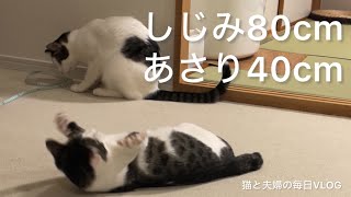 猫と夫婦の毎日VLOG#394 メジャー出したらおもちゃと化した