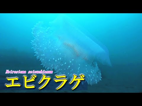 【 エビクラゲ 】小エビの移動要塞  Netrostoma setouchianum