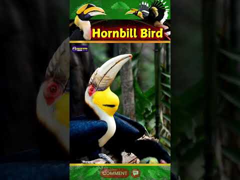 Vibrant Sound of Hornbill Bird | Symbols of Strength & fertility | Creative Nature #birds #shorts