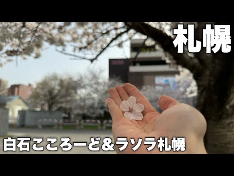 カフェで作業する日。札幌市白石区の桜スポットを巡る。