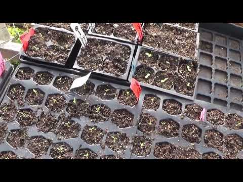 Seedlings And Plants Blooming In The Greenhouse, Plus Upcoming Videos