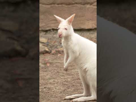 Everest the albino wallaby #shorts