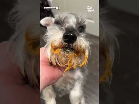 Dog Eats Pumpkin Pie Made For Thanksgiving