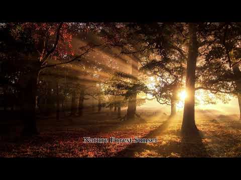 ( No Copyright Music) - Nature Forest Sunset