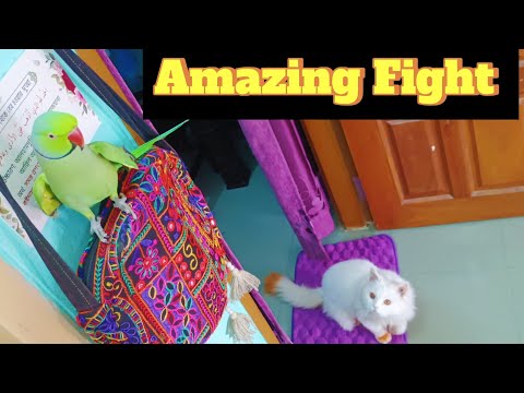 Amazing moment of parrot and cat and their sweet fight!