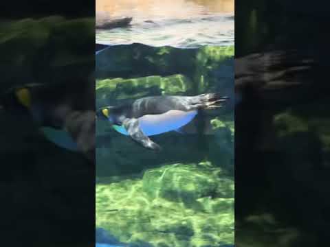 オウサマペンギン🐧スイミング