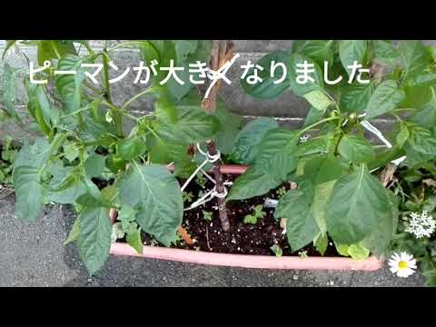 【家庭菜園】ピーマンに花が実も出来た